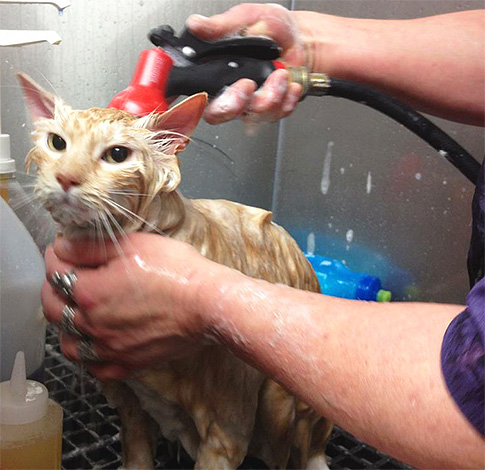 Quelque temps après l'application du spray, l'animal doit être baigné à l'eau courante.