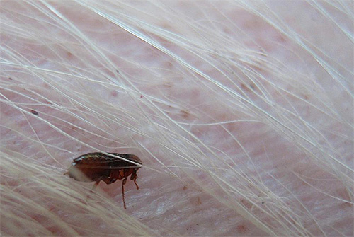 Les puces peuvent facilement pénétrer dans la maison sur le pelage d'un animal