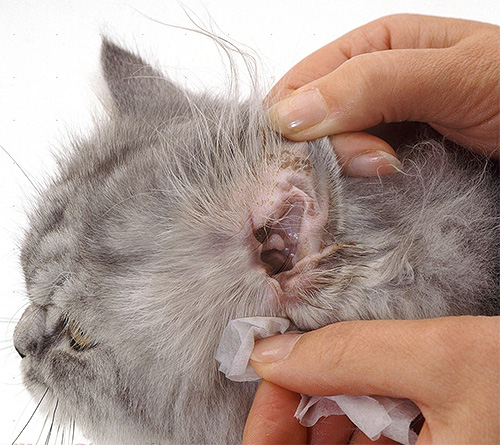 Blokhnet peut également être utilisé pour traiter la gale auriculaire chez les animaux.