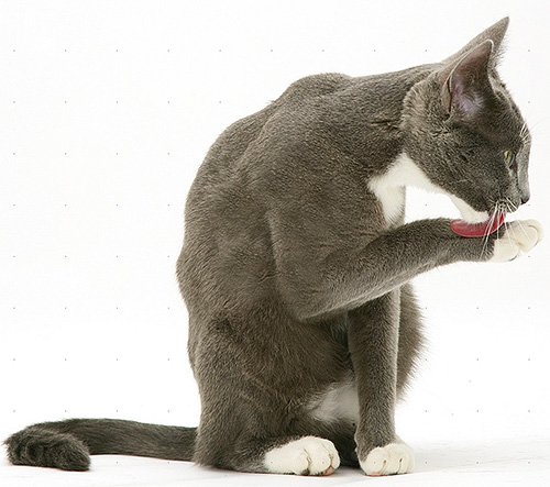 Après l'application du produit Blokhnet, il faut veiller à empêcher l'animal de le lécher sur son pelage.