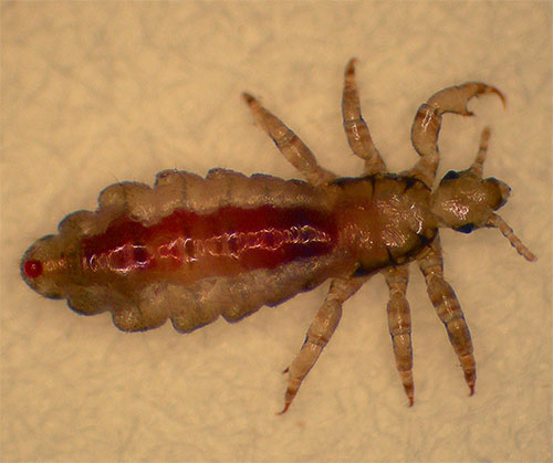 Les insecticides contenus dans les Dichlorvos modernes sont assez efficaces contre les poux adultes et leurs larves. Les insecticides contenus dans les Dichlorvos modernes sont assez efficaces contre les poux adultes et leurs larves.
