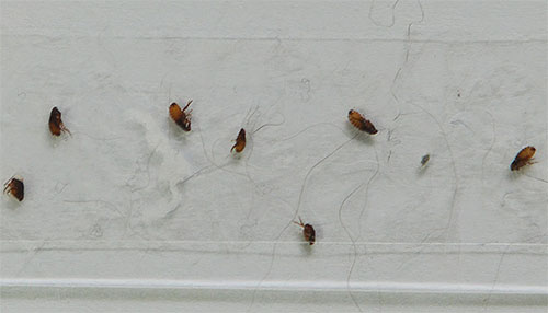Les produits contenant des pyréthrinoïdes et des insecticides organophosphorés sont efficaces contre les puces, mais ils ne peuvent généralement pas être utilisés avant que le chaton n'ait atteint 6 mois Les produits contenant des pyréthrinoïdes et des insecticides organophosphorés sont efficaces contre les puces, mais ils ne peuvent généralement pas être utilisés avant que le chaton n'ait atteint 6 mois