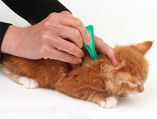 Il est pratique de traiter les chatons à poil court ou mi-long contre les puces à l'aide de gouttes insecticides. Il est pratique de traiter les chatons à poil court ou mi-long contre les puces à l'aide de gouttes insecticides.