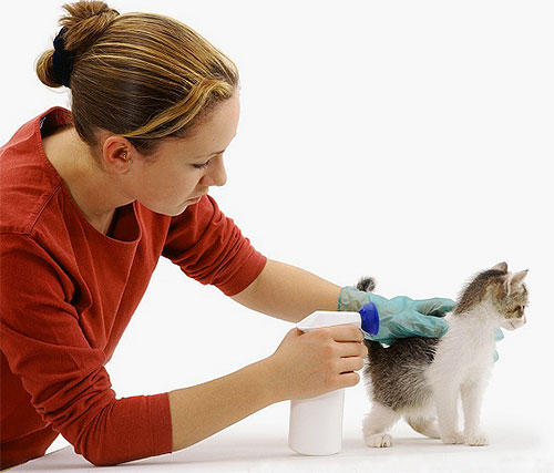 Lors du traitement avec un spray antipuces, il faut écarter le pelage du chaton et essayer de ne pas lui mettre le produit dans les yeux ou la bouche. Lors du traitement avec un spray antipuces, il faut écarter le pelage du chaton et essayer de ne pas lui mettre le produit dans les yeux ou la bouche.