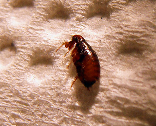 Après l'application de la poudre insecticide, brossez les puces mortes du pelage du chaton Après l'application de la poudre insecticide, brossez les puces mortes du pelage du chaton