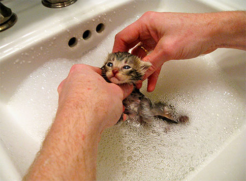 Rincez la mousse du chaton sous l'eau courante Rincez la mousse du chaton sous l'eau courante