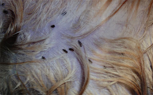 Amas de puces dans le pelage du chaton Amas de puces dans le pelage du chaton