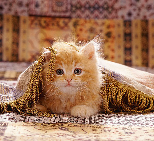 Les piqûres constantes rendent le chaton agité ; il se gratte et mord souvent son pelage Les piqûres constantes rendent le chaton agité ; il se gratte et mord souvent son pelage