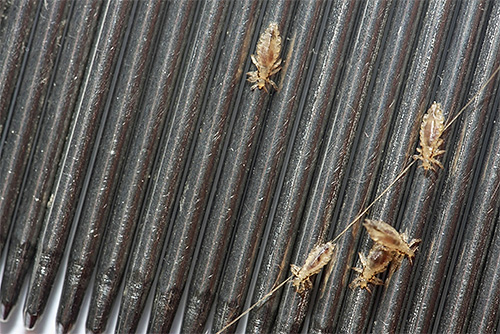 Les peignes à poux sont l'un des moyens les plus efficaces et les plus sûrs pour éliminer les parasites à la maison Les peignes à poux sont l'un des moyens les plus efficaces et les plus sûrs pour éliminer les parasites à la maison