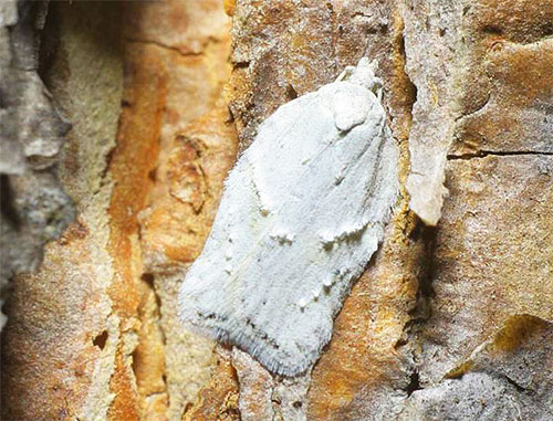 La teigne tordeuse blanche (Acleris logiana) se confond presque en couleur avec l'écorce du bouleau