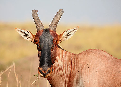 Les chenilles du papillon de nuit Ceratophaga vastella sont capables de creuser de l'intérieur les cornes des antilopes africaines.