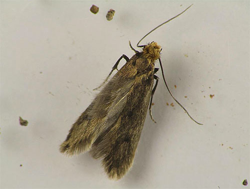 Femelle de la mite des fourrures
