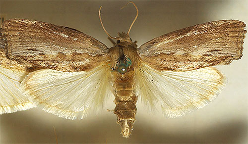 Sur la photo, on voit un papillon de la mite de la cire.