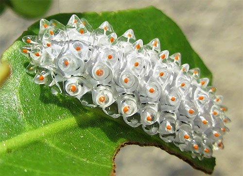 Cette chenille, ressemblant à un amas de petits cristaux, est également une larve de mite (Acraga Coa de la famille des Dalceridae).