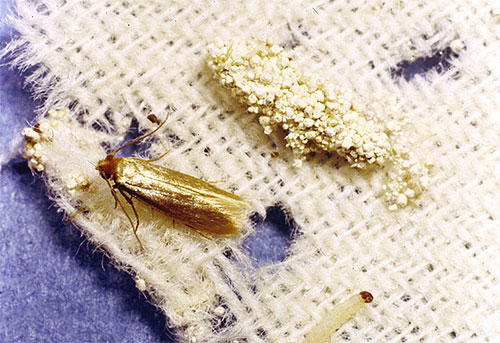 Papillon de la mite des vêtements et sa chenille sur un tissu endommagé.