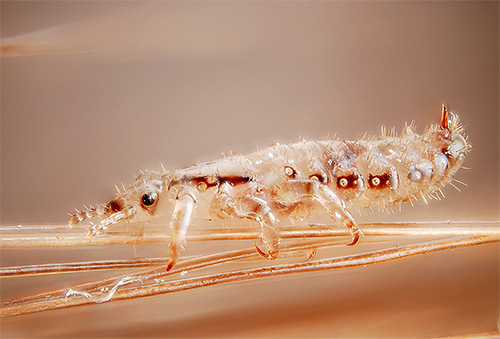 La particularité du produit Paranit est sa grande sécurité d'utilisation pour l'homme, car il ne contient pas d'insecticides chimiques.