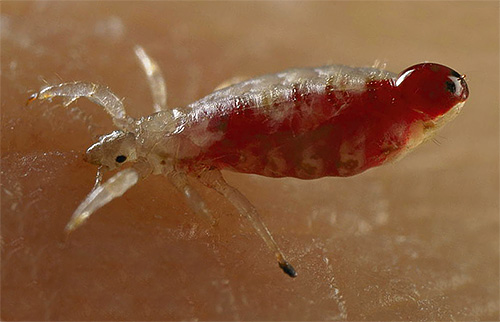 De nombreux shampoings pédiculicides sont efficaces contre les poux, mais n'agissent pas du tout sur les lentes. De nombreux shampoings pédiculicides sont efficaces contre les poux, mais n'agissent pas du tout sur les lentes.