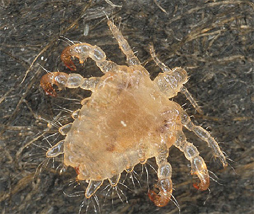 Parmi les autres insectes, le pou se distingue par son corps translucide