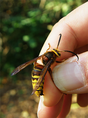 Même une piqûre de frelon européen peut s'avérer très dangereuse pour une personne sujette aux allergies aux piqûres d'insectes.