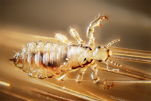 Aujourd'hui, la poudre insecticide n'est pratiquement plus utilisée, non seulement contre les poux, mais même dans le secteur agricole.
