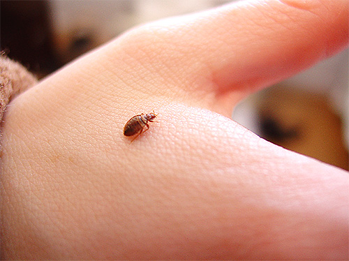 Les punaises de lit dans un appartement peuvent devenir un véritable problème pour ses occupants, et il n'est pas toujours possible d'éliminer les parasites du premier coup, même avec un produit efficace. Les punaises de lit dans un appartement peuvent devenir un véritable problème pour ses occupants, et il n'est pas toujours possible d'éliminer les parasites du premier coup, même avec un produit efficace.