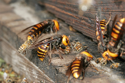 Dans une ruche pillée d'abeilles mellifères, les frelons trouvent suffisamment de nourriture tant pour eux-mêmes que pour leurs larves. Dans une ruche pillée d'abeilles mellifères, les frelons trouvent suffisamment de nourriture tant pour eux-mêmes que pour leurs larves.