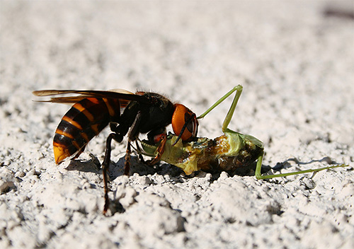 Les frelons sont des prédateurs dont le régime alimentaire se compose principalement d'autres insectes Les frelons sont des prédateurs dont le régime alimentaire se compose principalement d'autres insectes