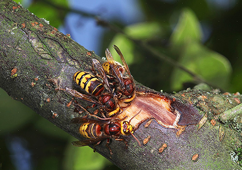Pour construire leur nid, les frelons utilisent de l'écorce d'arbre mâchée