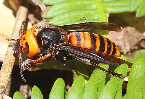On ne rencontre pas le frelon japonais géant Vespa mandarinia japonica sur le continent