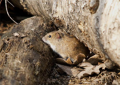 Dans la nature, les punaises de lit vivent dans les terriers des rongeurs murins. Dans la nature, les punaises de lit vivent dans les terriers des rongeurs murins.