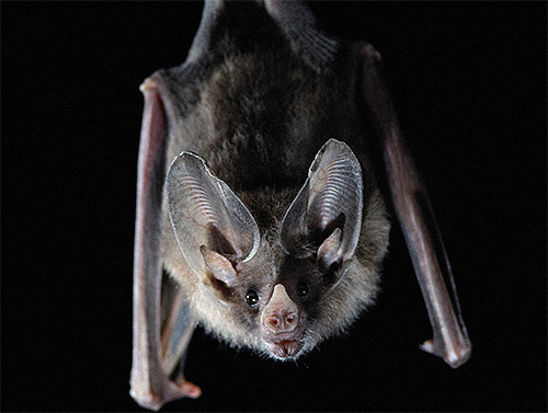 Les punaises de lit peuvent piquer les chauves-souris car leur corps comporte de nombreuses zones sans poils. Les punaises de lit peuvent piquer les chauves-souris car leur corps comporte de nombreuses zones sans poils.