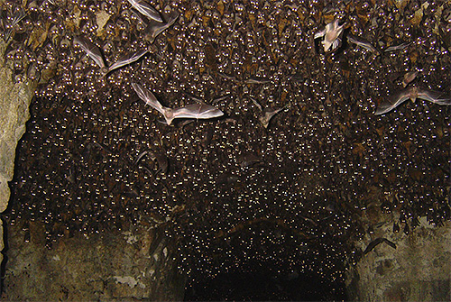 Dans les grottes où vivent les chauves-souris, il est fréquent de rencontrer aussi des punaises, car toutes les conditions y sont réunies pour elles. Dans les grottes où vivent les chauves-souris, il est fréquent de rencontrer aussi des punaises, car toutes les conditions y sont réunies pour elles.