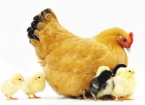 Les punaises sont capables de percer la peau des oiseaux domestiques et parasitent particulièrement souvent les poules. Les punaises sont capables de percer la peau des oiseaux domestiques et parasitent particulièrement souvent les poules.