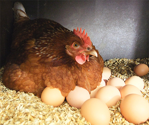 En raison de la présence de parasites, les poules couveuses peuvent même abandonner leurs couvées. En raison de la présence de parasites, les poules couveuses peuvent même abandonner leurs couvées.