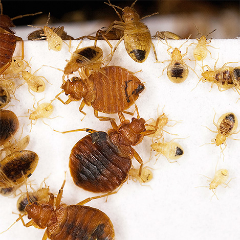 Un poison sous forme de poudre insecticide ou de craie insecticide n'aura, dans la plupart des cas, aucun effet notable sur les punaises de lit. Un poison sous forme de poudre insecticide ou de craie insecticide n'aura, dans la plupart des cas, aucun effet notable sur les punaises de lit.