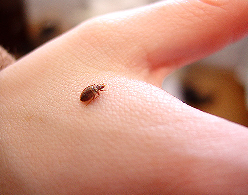 S'il y a beaucoup de punaises dans la pièce, la tanaisie ne pourra pas les éloigner longtemps de l'humain.