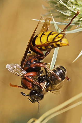 Les frelons peuvent causer des dommages considérables aux ruchers en attaquant les abeilles et en pillant leurs ruches. Les frelons peuvent causer des dommages considérables aux ruchers en attaquant les abeilles et en pillant leurs ruches.