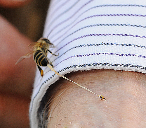 Le venin du frelon européen est globalement plus dangereux pour l'homme que celui des abeilles et des guêpes. Le venin du frelon européen est globalement plus dangereux pour l'homme que celui des abeilles et des guêpes.