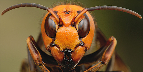 Le frelon géant n'a pas besoin d'utiliser son dard dans le combat contre une abeille - d'un simple mouvement de ses mandibules, il la brise en deux Le frelon géant n'a pas besoin d'utiliser son dard dans le combat contre une abeille - d'un simple mouvement de ses mandibules, il la brise en deux