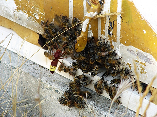 Il est très difficile pour les abeilles de percer l'exosquelette chitineux du frelon, ce qui le rend presque invulnérable pour elles Il est très difficile pour les abeilles de percer l'exosquelette chitineux du frelon, ce qui le rend presque invulnérable pour elles