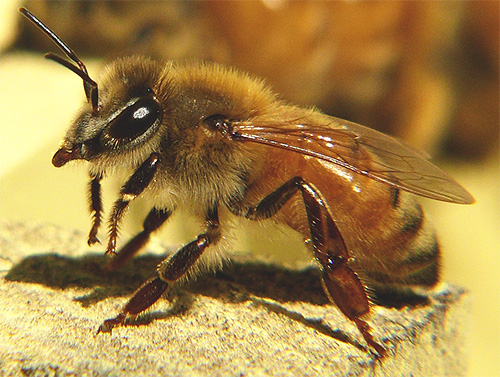 Abeille domestique européenne Abeille domestique européenne