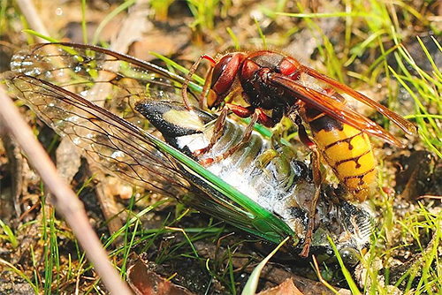 Les frelons tuent souvent d'autres insectes, ce qui est lié à la nécessité de nourrir leur progéniture Les frelons tuent souvent d'autres insectes, ce qui est lié à la nécessité de nourrir leur progéniture