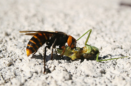 Le combat entre de grands insectes et un frelon est assez spectaculaire Le combat entre de grands insectes et un frelon est assez spectaculaire