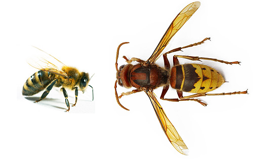 Le frelon et l'abeille appartiennent au même ordre d'insectes, mais leurs tailles et leurs comportements diffèrent radicalement Le frelon et l'abeille appartiennent au même ordre d'insectes, mais leurs tailles et leurs comportements diffèrent radicalement