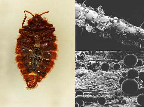Les produits microencapsulés contre les punaises agissent rapidement sur le système nerveux des parasites Les produits microencapsulés contre les punaises agissent rapidement sur le système nerveux des parasites