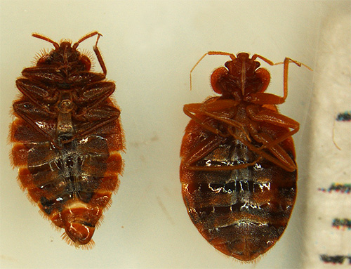 Au contact des insecticides, les insectes sont rapidement paralysés, puis ils meurent. Au contact des insecticides, les insectes sont rapidement paralysés, puis ils meurent.
