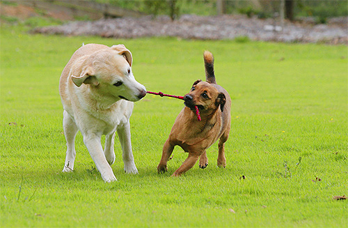 Les chiens sont souvent infectés par des parasites lors d'un contact étroit avec un autre animal Les chiens sont souvent infectés par des parasites lors d'un contact étroit avec un autre animal