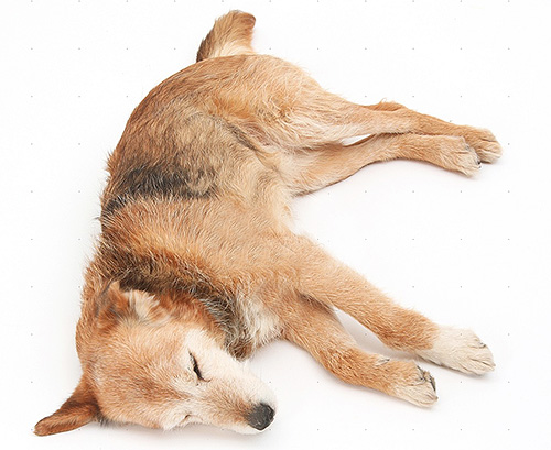 Si le chien est également affaibli par une maladie, vous devez utiliser les produits insecticides avec une extrême prudence. Si le chien est également affaibli par une maladie, vous devez utiliser les produits insecticides avec une extrême prudence.