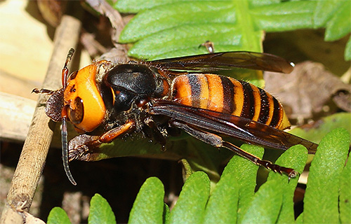 La piqûre du frelon géant asiatique peut provoquer un choc anaphylactique La piqûre du frelon géant asiatique peut provoquer un choc anaphylactique
