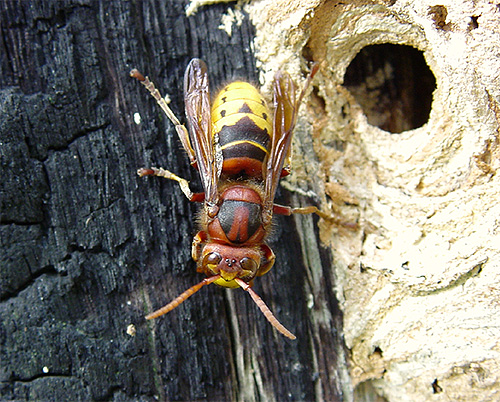 La piqûre du frelon européen peut être comparée à celle d'une abeille ou d'une guêpe ordinaire. La piqûre du frelon européen peut être comparée à celle d'une abeille ou d'une guêpe ordinaire.